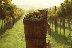 Weinanbau in Ungarn