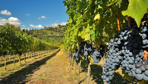 Wieder einmal ist eine gute Weinernte in Montepulciano zu erwarten...